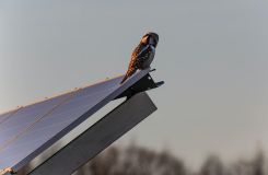 Karolina Południowa: Farma fotowoltaiczna przyjazna dzikim zwierzętom