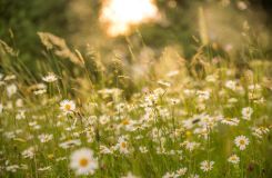 Park Słoneczny | Przystań dla owadów zapylających